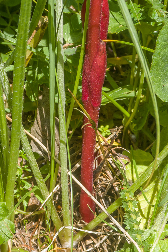 Image of Phelypaea coccinea specimen.