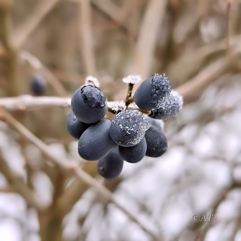 Image of genus Ligustrum specimen.