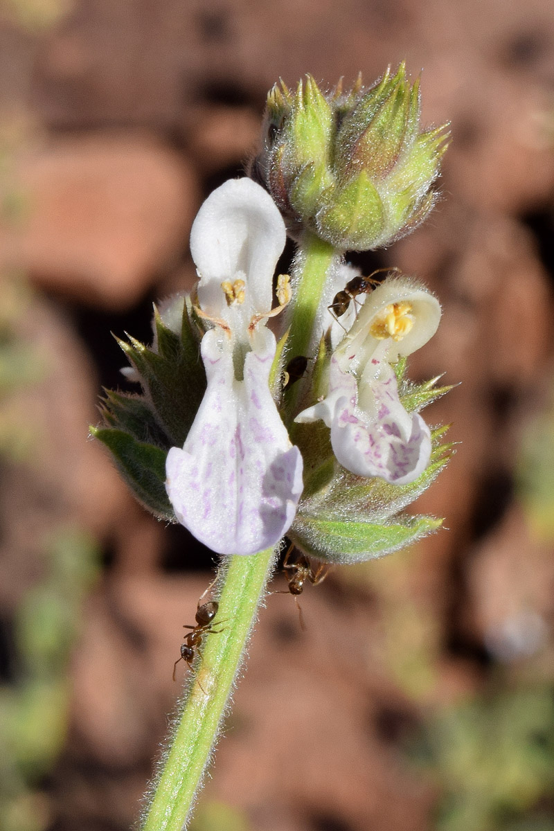 Image of Stachys hissarica specimen.