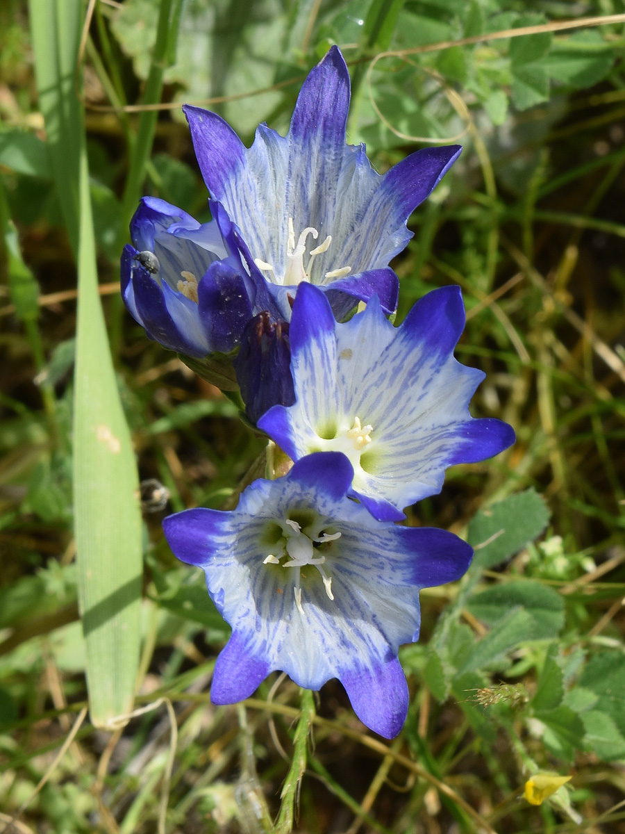 Изображение особи Gentiana olivieri.