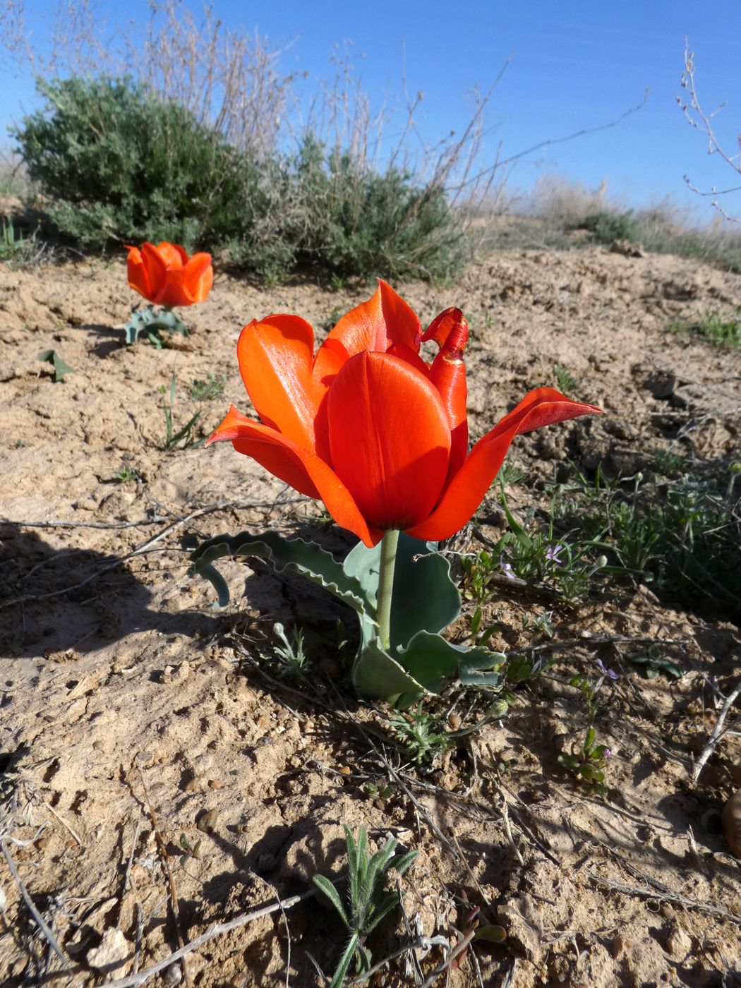 Image of Tulipa borszczowii specimen.