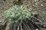 View full-size image genus Artemisia