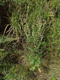 Смотреть изображение Artemisia integrifolia