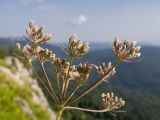 View full-size image Carum caucasicum