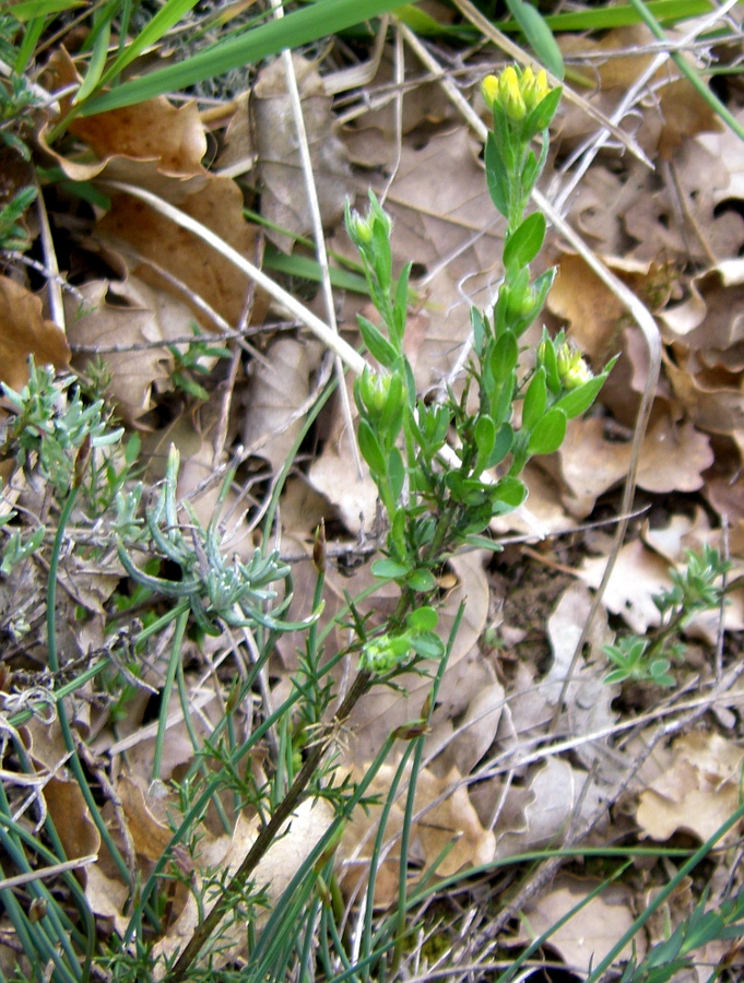 Image of genus Genista specimen.