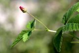 View full-size image Rubus arcticus