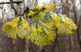 Salix caprea. Мужские соцветия. Татарстан, г. Бавлы, дерево на окраине леса. 04.05.2011.