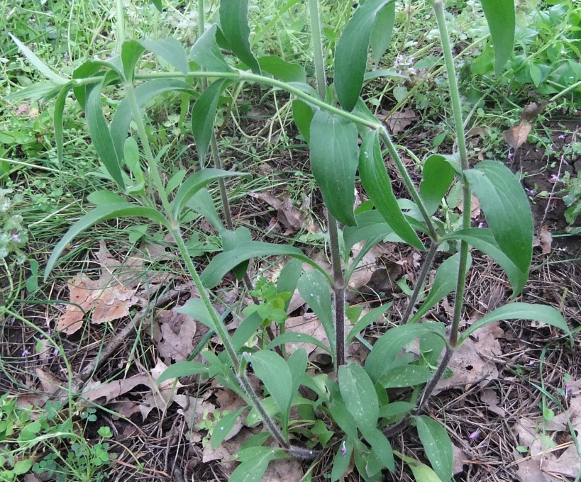 Изображение особи Melandrium latifolium.