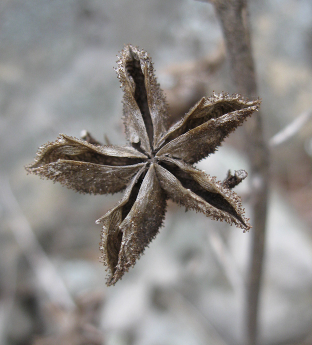 Image of Dictamnus gymnostylis specimen.