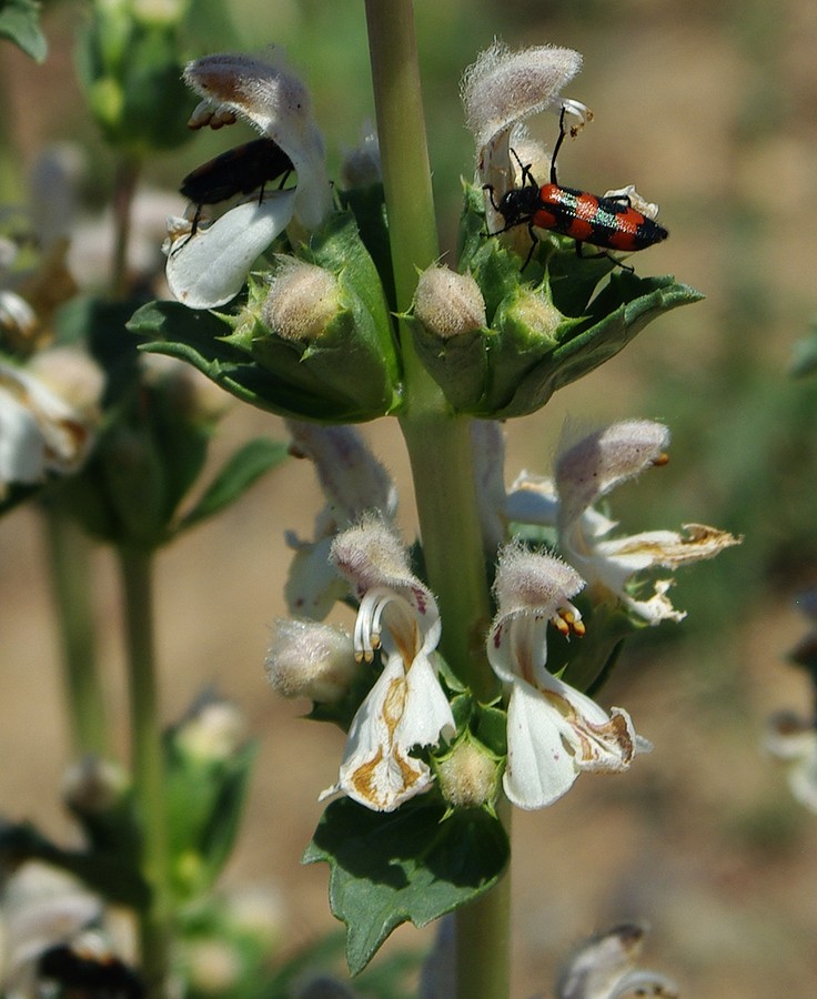 Изображение особи Phlomoides septentrionalis.