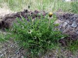 род Taraxacum. Цветущее растение. Кольский п-ов, Восточный Мурман, Дальние Зеленцы. 19.06.2011.