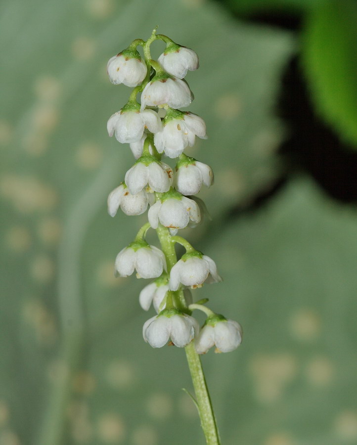 Изображение особи Pyrola minor.