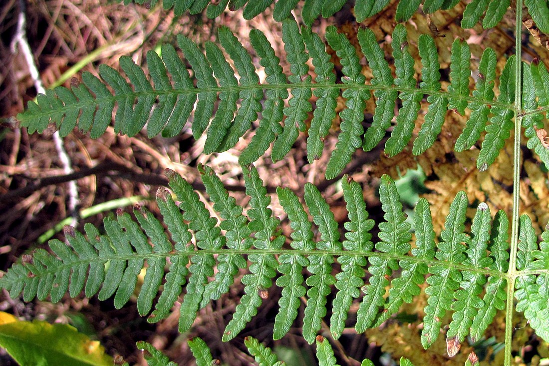 Image of Pteridium tauricum specimen.