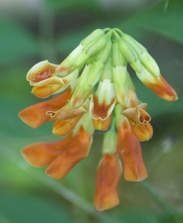 Image of Lathyrus laevigatus specimen.