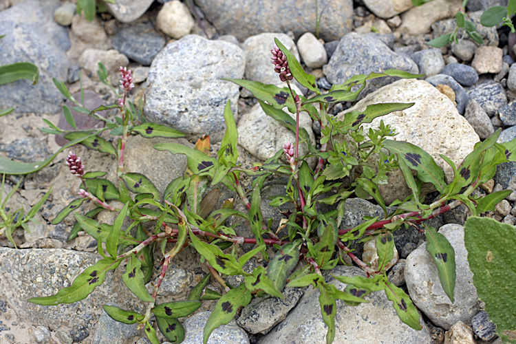 Image of Persicaria &times; lenticularis specimen.