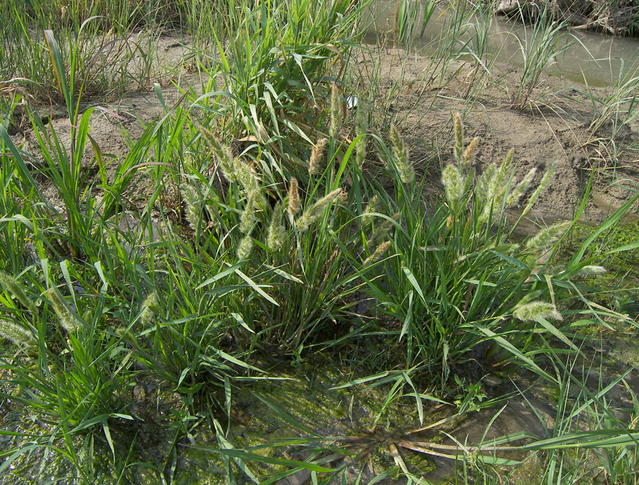 Image of Polypogon monspeliensis specimen.