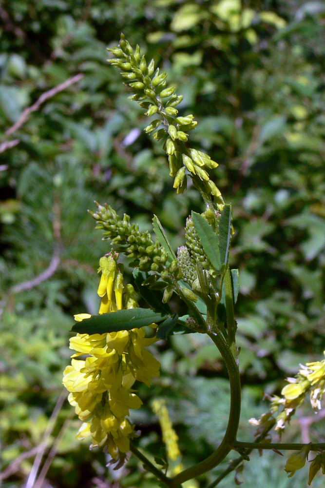 Image of Melilotus officinalis specimen.