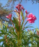 Nerium oleander. Верхушка побега и распускающееся соцветие. Абхазия, Новый Афон, в культуре. 5 ноября 2011 г.