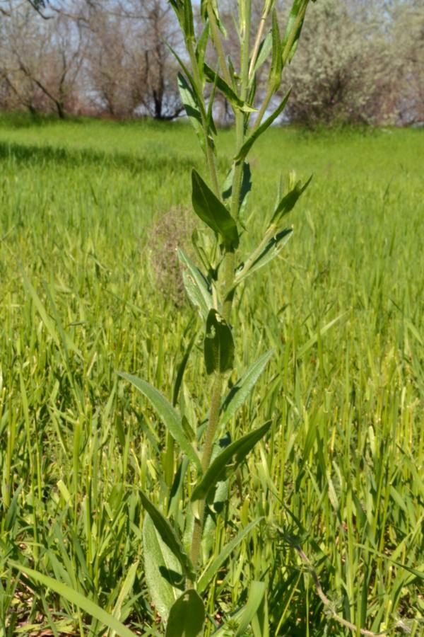 Image of Camelina microcarpa specimen.