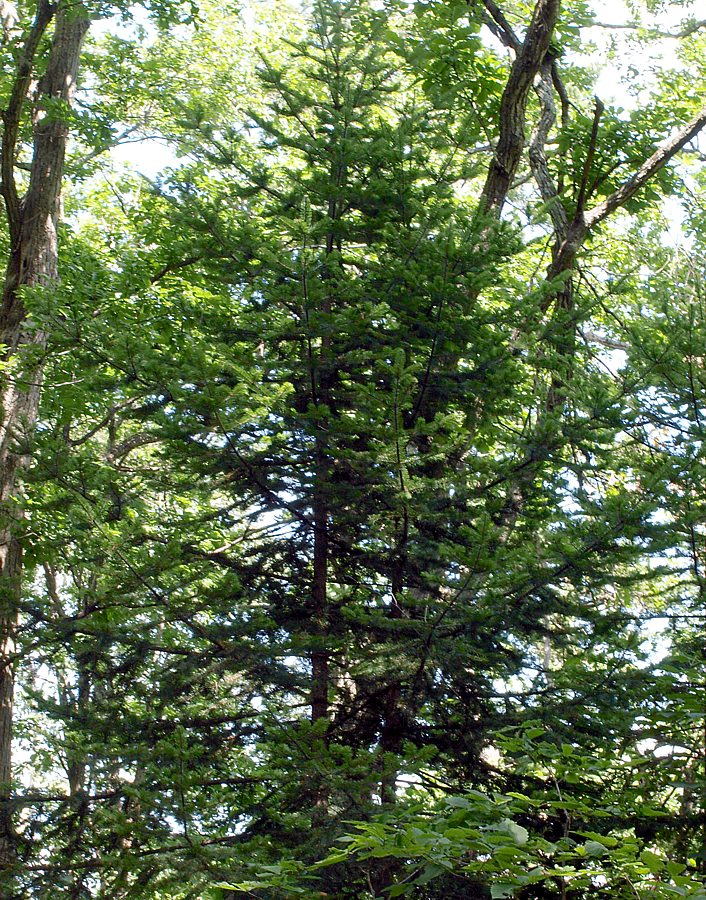 Image of genus Abies specimen.