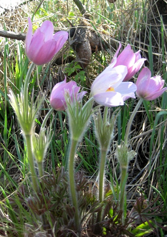 Image of genus Pulsatilla specimen.