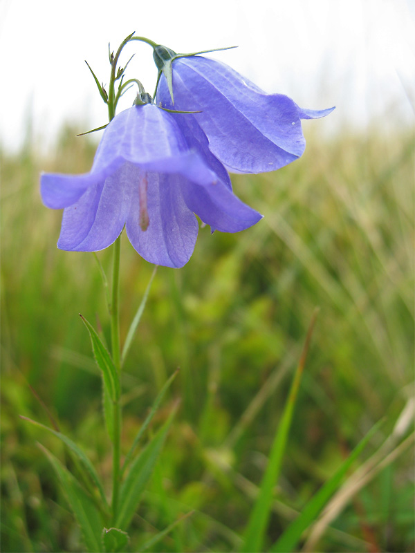 Image of Campanula serrata specimen.