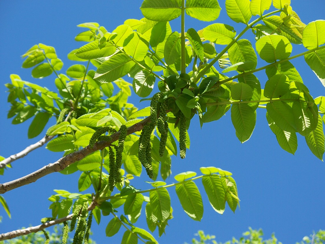 Изображение особи Juglans mandshurica.