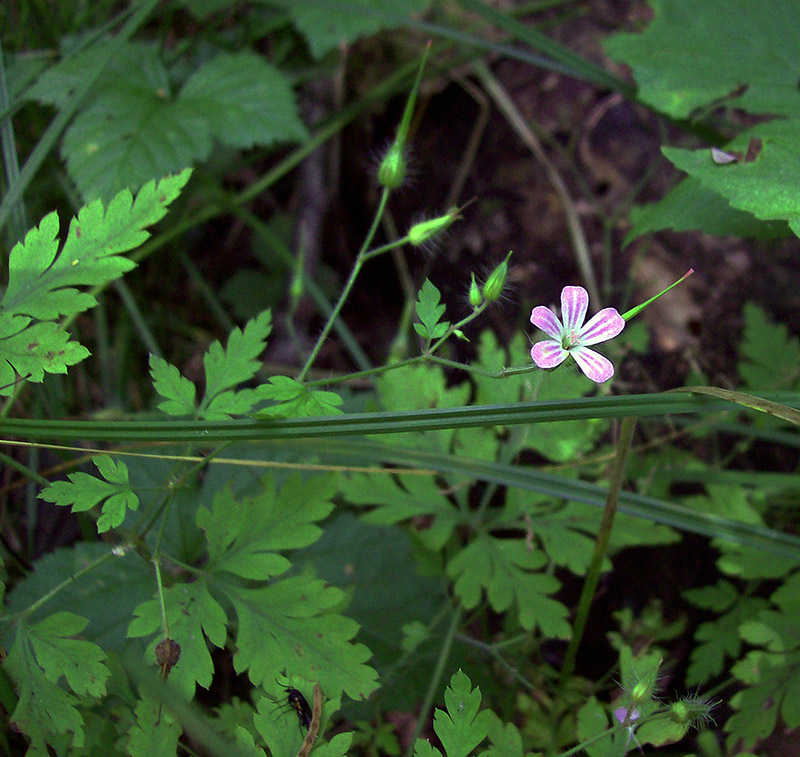 Image of Geranium robertianum specimen.