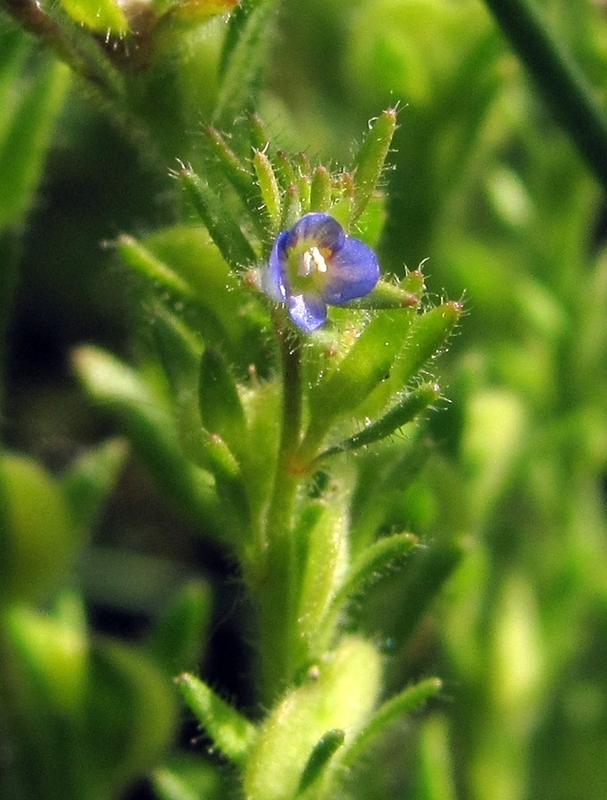 Image of Veronica verna specimen.