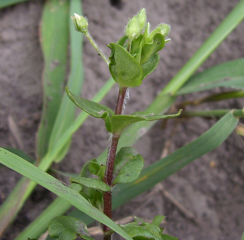 Image of Stellaria media specimen.