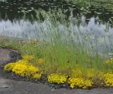 Bromus hordeaceus. Цветущие растения (под ними растет Sedum acre). Карелия, Ладожское озеро, остров Валаам, каменистый берег. 21.06.2012.