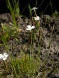 Dianthus elbrusensis