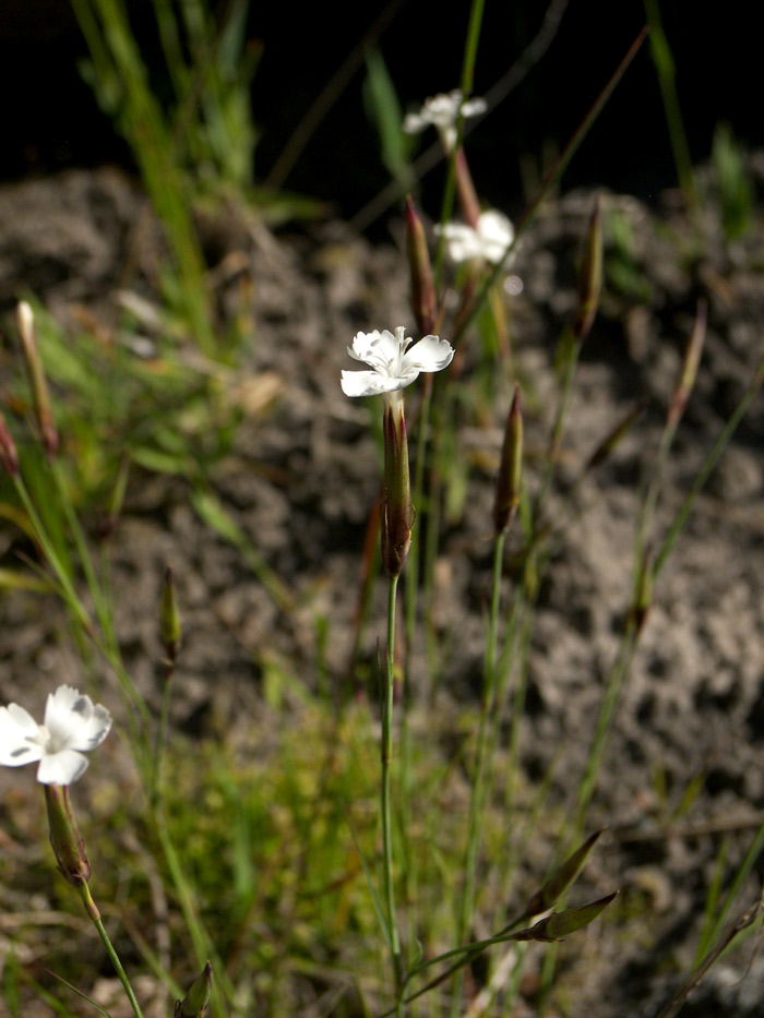 Изображение особи Dianthus elbrusensis.