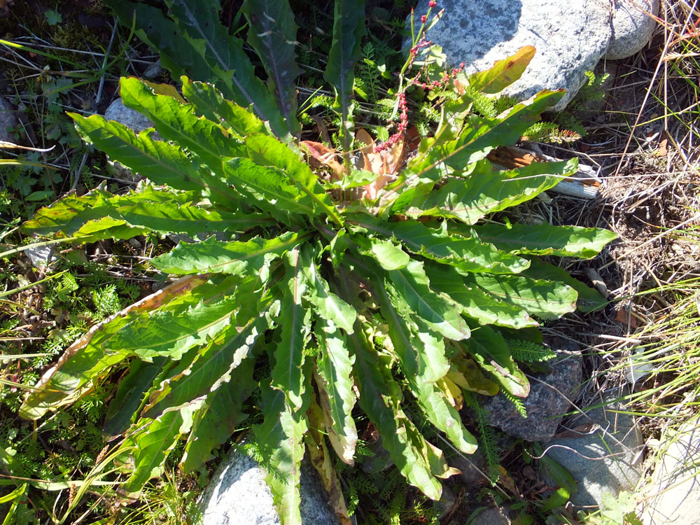 Image of genus Taraxacum specimen.