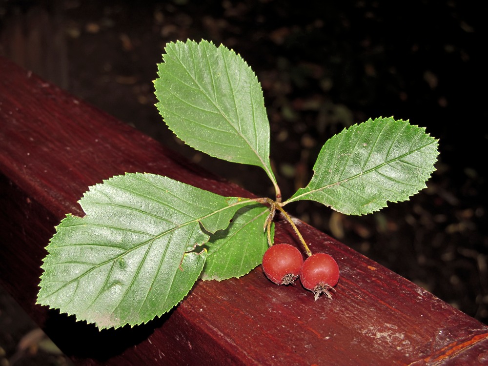 Изображение особи Crataegus crus-galli.