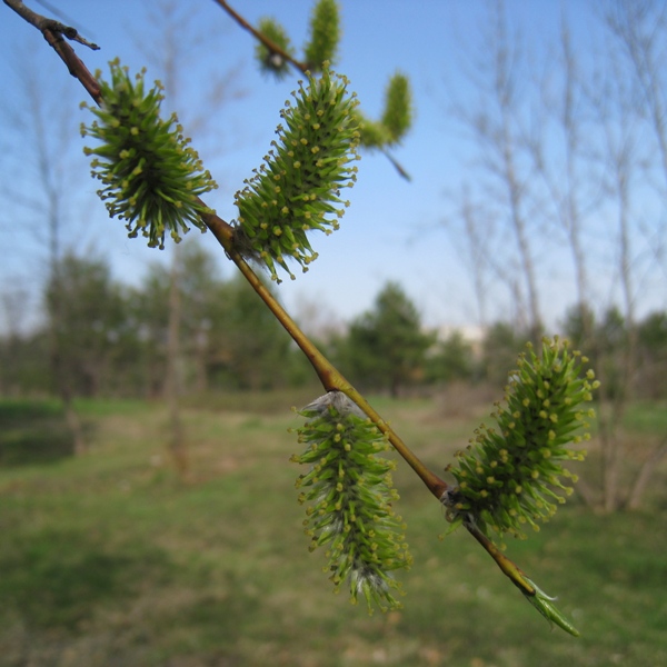 Image of Salix acutifolia specimen.