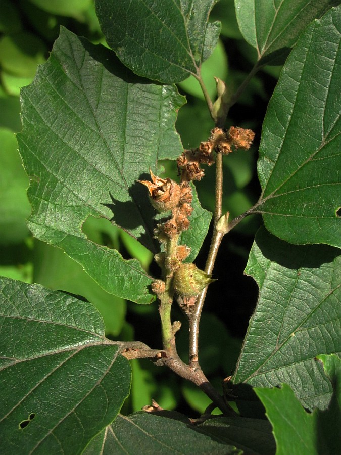 Image of Hamamelis japonica specimen.