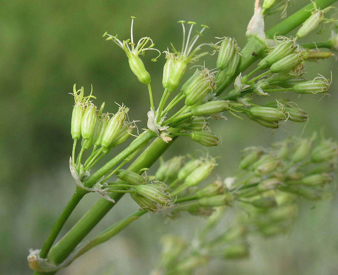 Image of Silene chersonensis specimen.