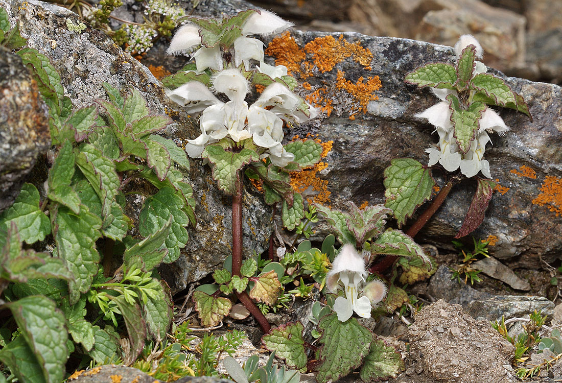 Image of Lamium tomentosum specimen.