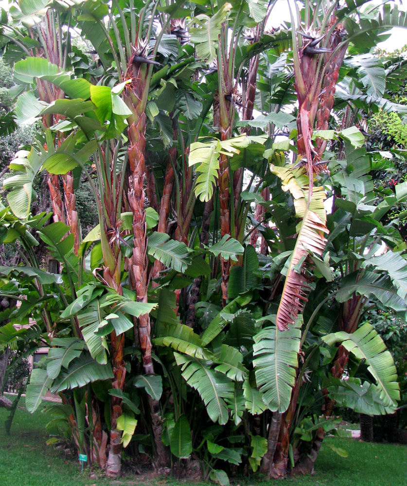 Image of Strelitzia nicolai specimen.