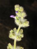 Смотреть изображение Salvia lanigera