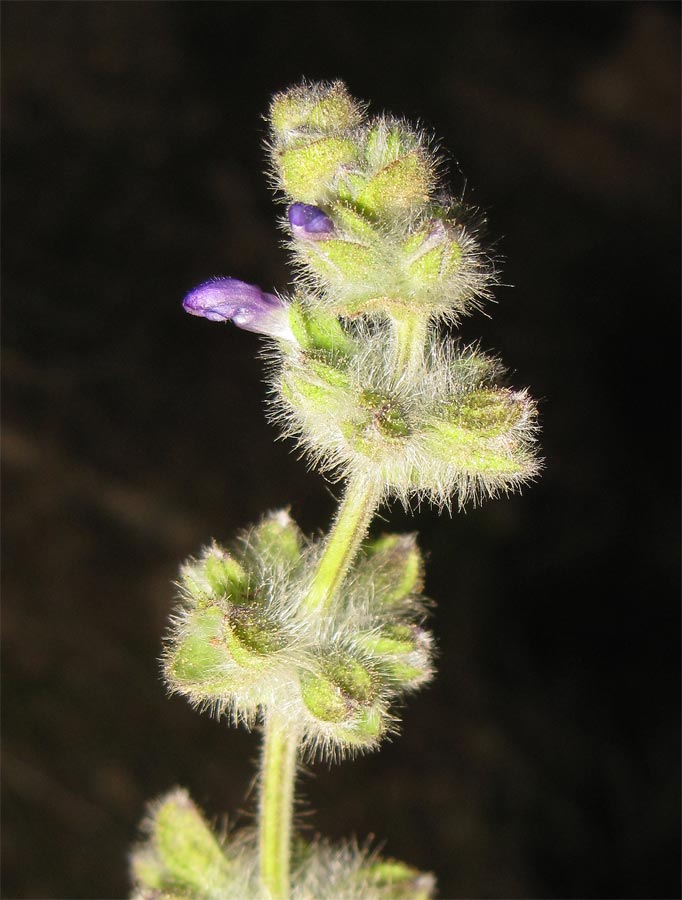 Изображение особи Salvia lanigera.