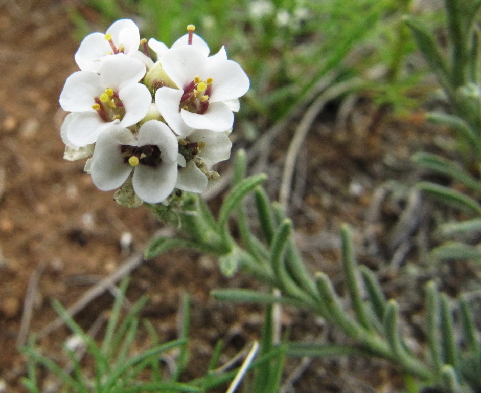 Image of Ptilotrichum tenuifolium specimen.