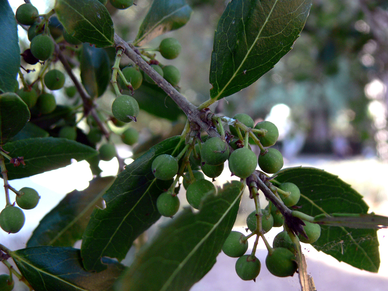 Image of Phillyrea latifolia specimen.