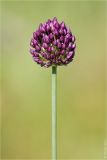 Allium rotundum. Верхушка побега с соцветием. Ростовская обл., Аксайский р-н, окр. хут. Александровка. 28.05.2012.