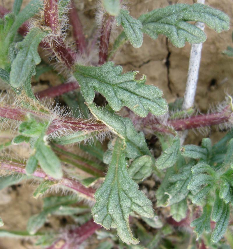 Image of Ajuga chia specimen.