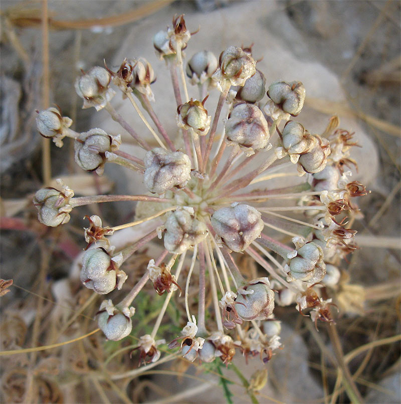 Image of Allium rothii specimen.