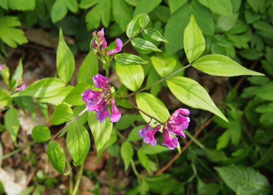 Изображение особи Lathyrus vernus.