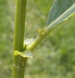 Salix × meyeriana. Основание листа с прилистником. Московская обл., Лотошинский р-н, окр. дер. Савостино. 05.06.2013.