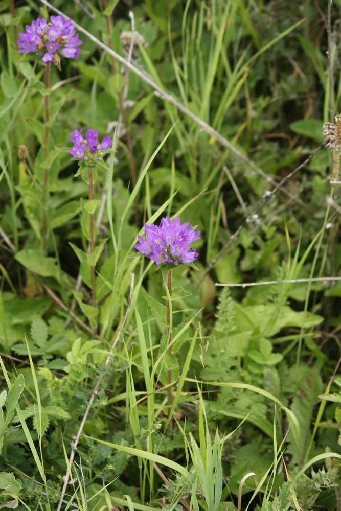 Изображение особи Campanula maleevii.